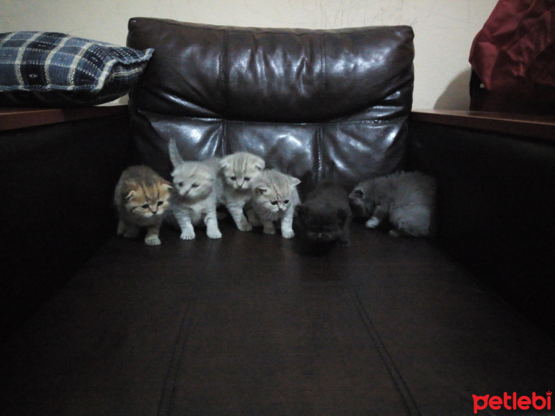 Scottish Fold, Kedi  Minok fotoğrafı