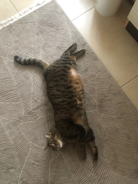 Tekir Kedi, Kedi  Bade fotoğrafı