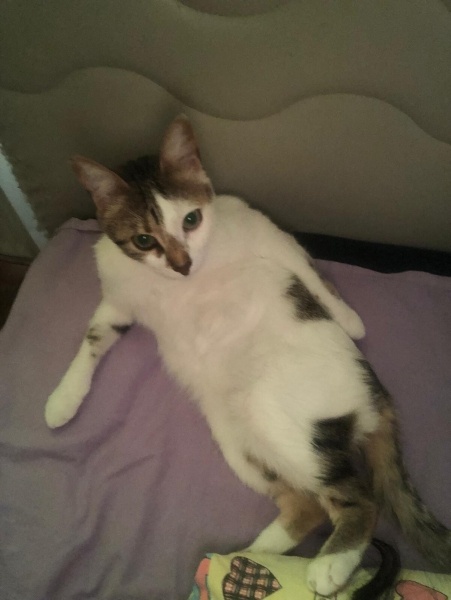 Tekir Kedi, Kedi  Leyla fotoğrafı