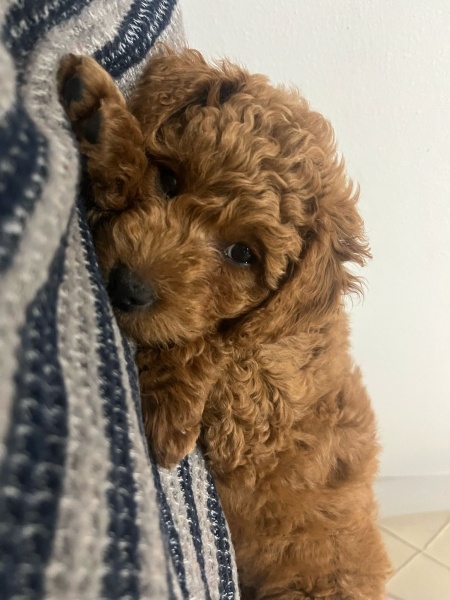 Poodle(Standart Kaniş), Köpek  Kuki fotoğrafı
