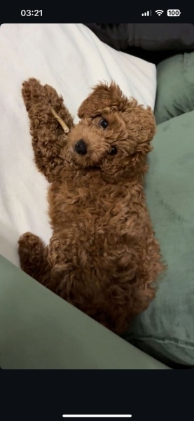 Poodle(Standart Kaniş), Köpek  Kuki fotoğrafı