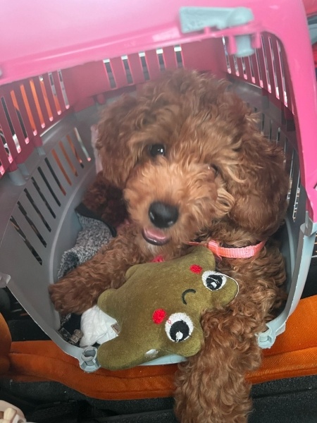 Poodle(Standart Kaniş), Köpek  Kuki fotoğrafı