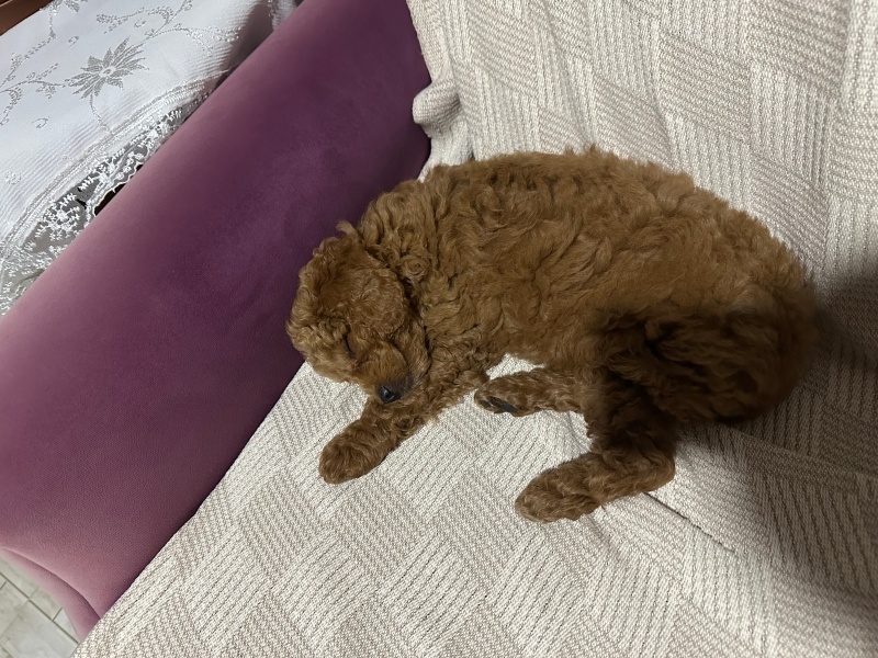 Poodle(Standart Kaniş), Köpek  Kuki fotoğrafı