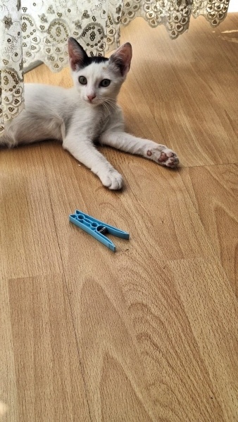 Tekir Kedi, Kedi  Alaca fotoğrafı