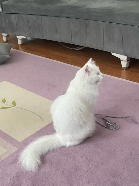 Ankara Kedisi, Kedi  Prens fotoğrafı