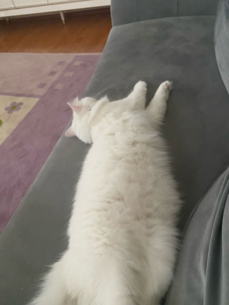 Ankara Kedisi, Kedi  Prens fotoğrafı