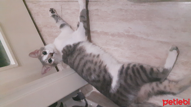 Tekir Kedi, Kedi  Minnak fotoğrafı