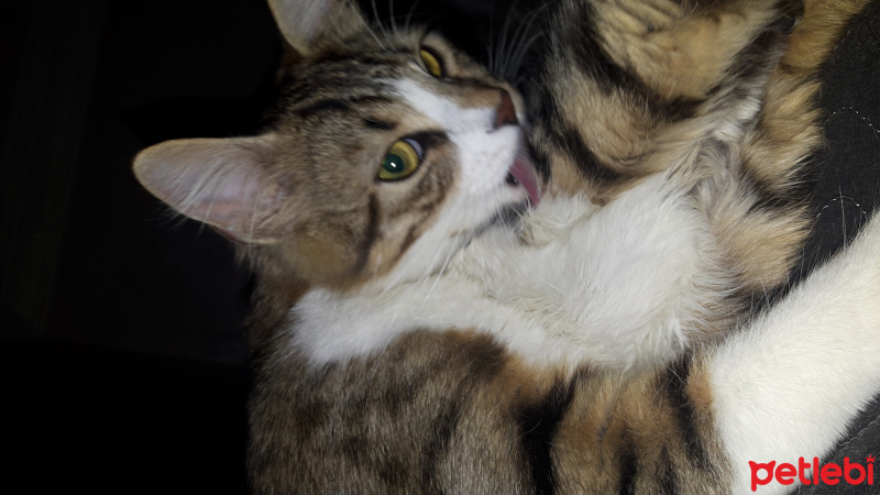 Tekir Kedi, Kedi  Minnak fotoğrafı