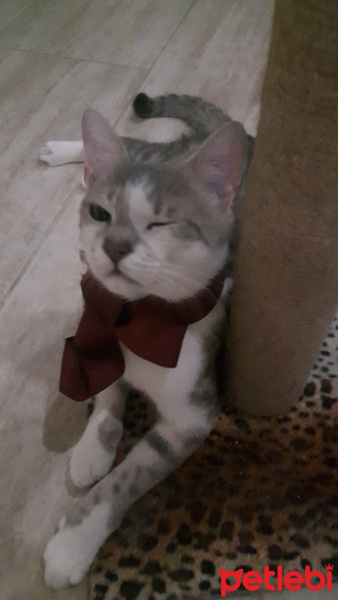 Tekir Kedi, Kedi  Minnak fotoğrafı