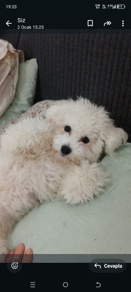 Maltese, Köpek  Shra fotoğrafı