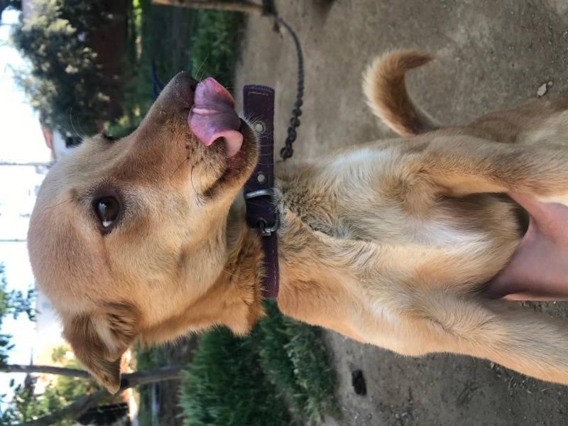 Fin Tazısı, Köpek  Fındık fotoğrafı
