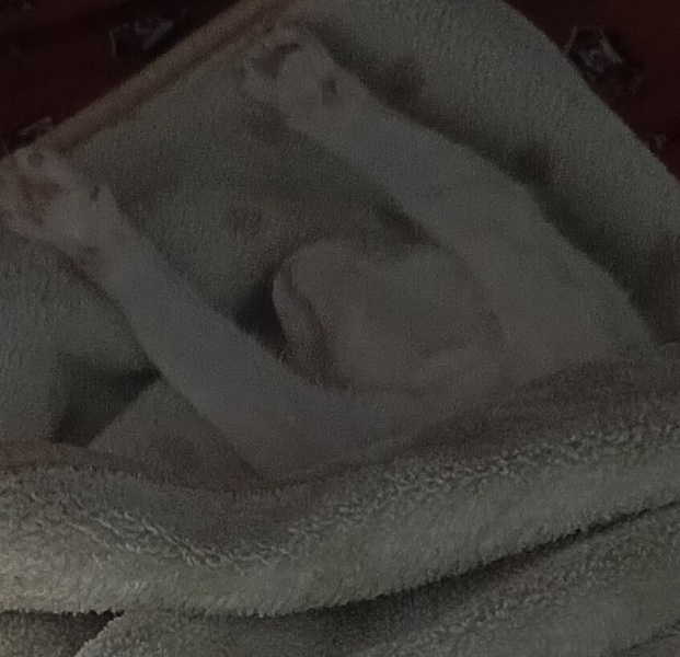 Tekir Kedi, Kedi  Mila fotoğrafı