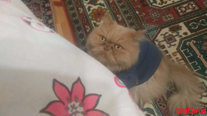İran Kedisi (Persian), Kedi  Tarçın fotoğrafı