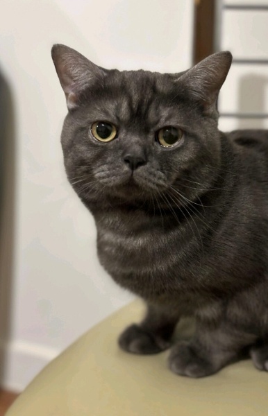 British Longhair, Kedi  Bulut fotoğrafı