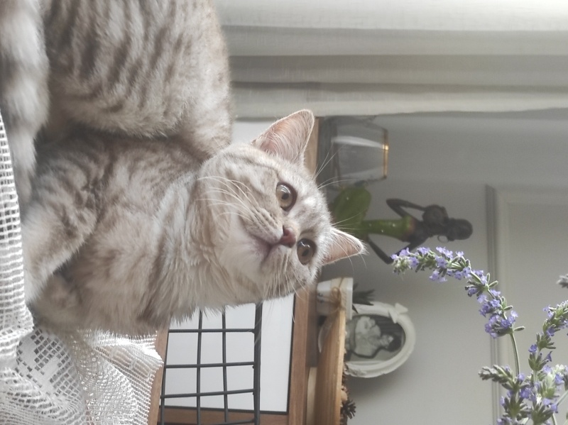 British Shorthair, Kedi  Tokyo fotoğrafı