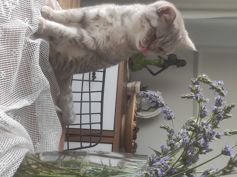 British Shorthair, Kedi  Tokyo fotoğrafı