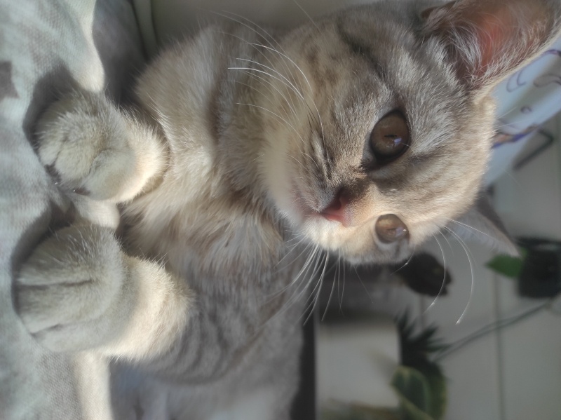 British Shorthair, Kedi  Tokyo fotoğrafı