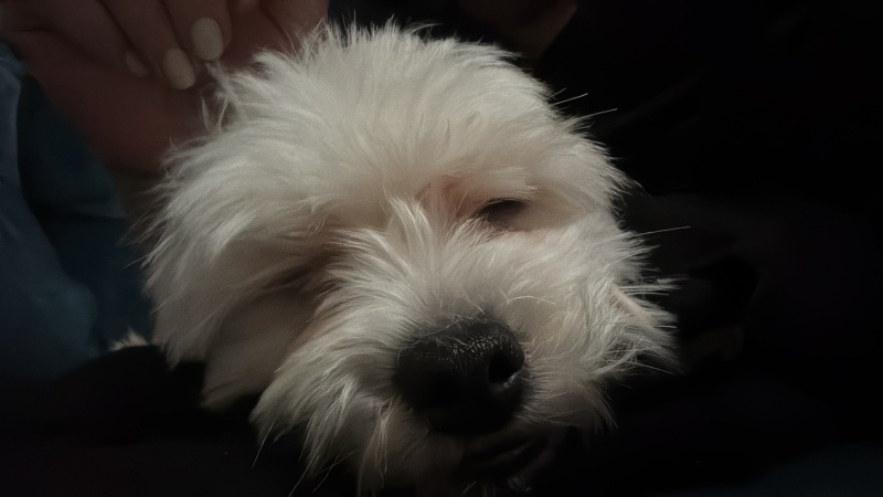 Maltese, Köpek  Nisan fotoğrafı