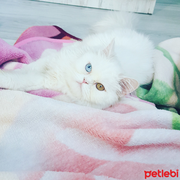 İran Kedisi (Persian), Kedi  Aşkım chucky fotoğrafı