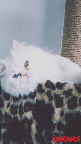 İran Kedisi (Persian), Kedi  Aşkım chucky fotoğrafı