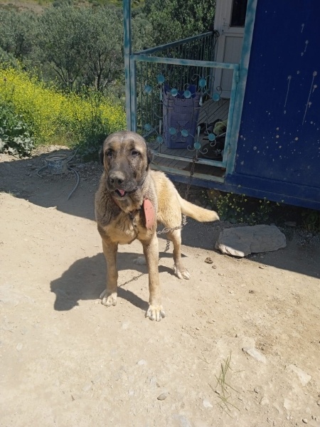 Alabay (Alabai), Köpek  Ceza fotoğrafı