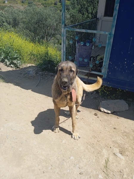 Alabay (Alabai), Köpek  Ceza fotoğrafı