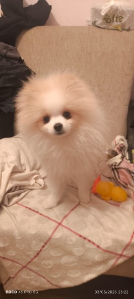 Pomeranyalı, Köpek  Tarçın fotoğrafı