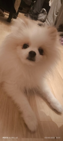 Pomeranyalı, Köpek  Tarçın fotoğrafı