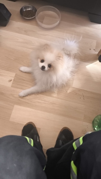Pomeranyalı, Köpek  Tarçın fotoğrafı