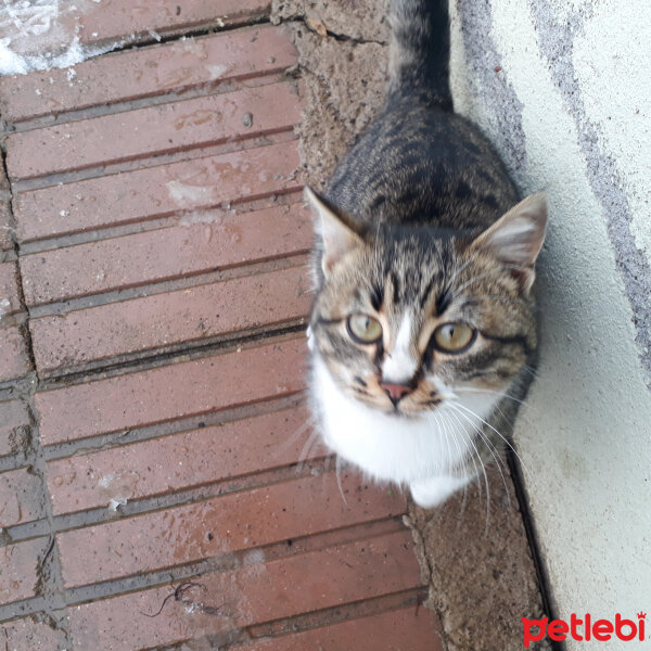 Tekir Kedi, Kedi  Şira fotoğrafı