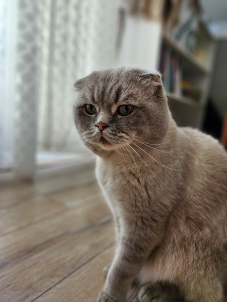 Scottish Fold, Kedi  Zeus fotoğrafı