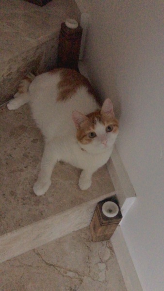 Tekir Kedi, Kedi  TOSBİK fotoğrafı