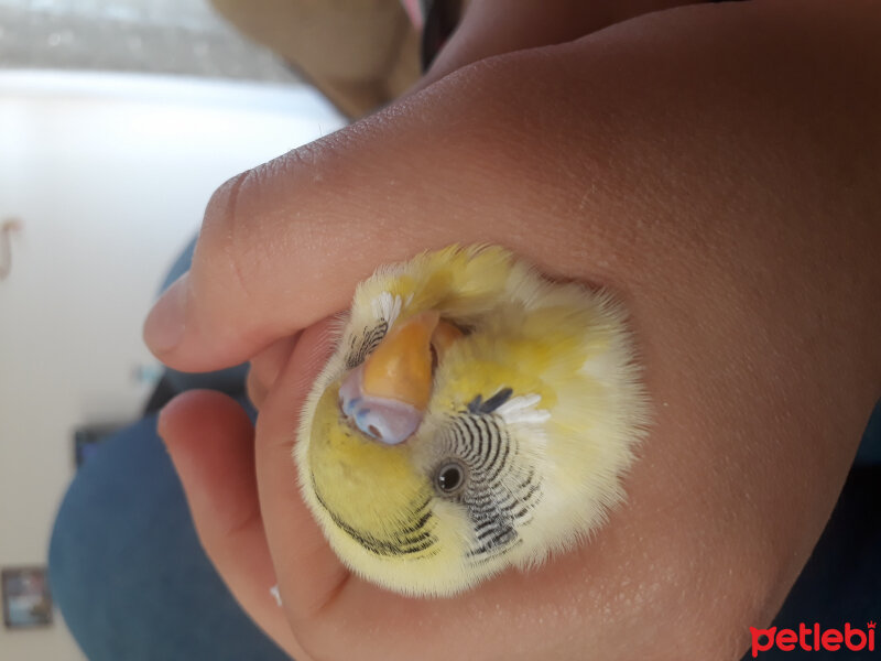 Muhabbet Kuşu, Kuş  Boncuk fotoğrafı