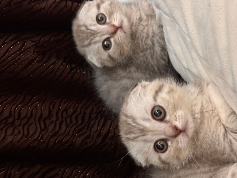 Scottish Fold, Kedi  . fotoğrafı