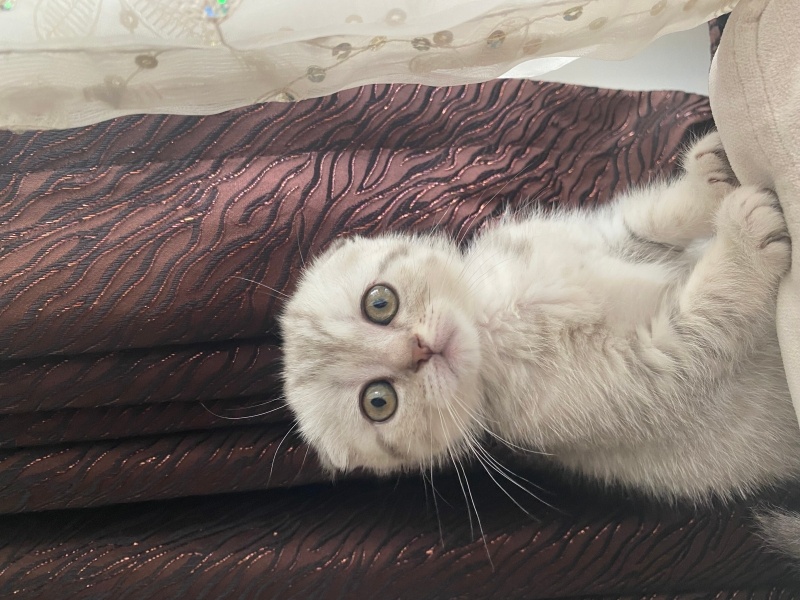 Scottish Fold, Kedi  . fotoğrafı