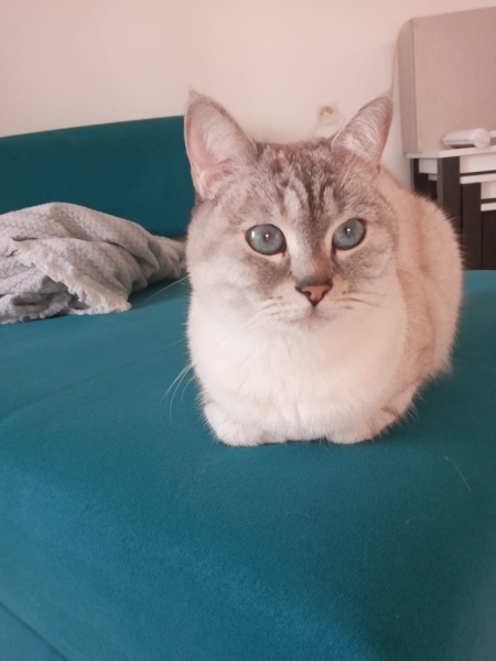 British Shorthair, Kedi  Lokum fotoğrafı