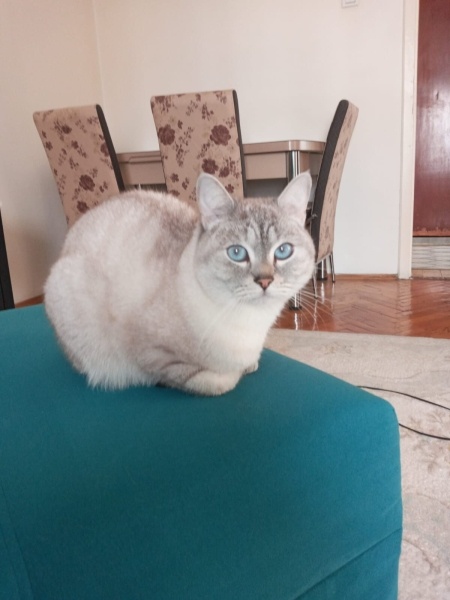British Shorthair, Kedi  Lokum fotoğrafı