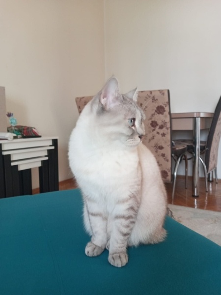 British Shorthair, Kedi  Lokum fotoğrafı