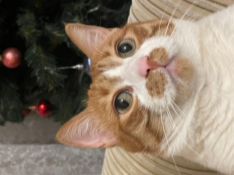 Sarman, Kedi  şeftali fotoğrafı