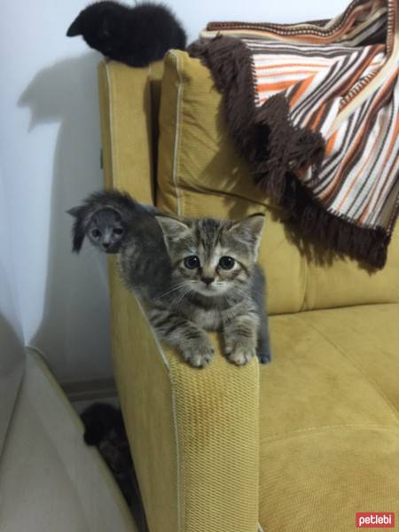 Tekir Kedi, Kedi  Çilek fotoğrafı