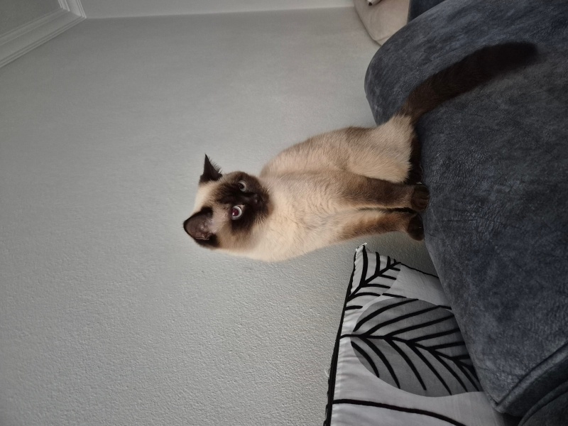 Siyam Kedisi, Kedi  Maya fotoğrafı
