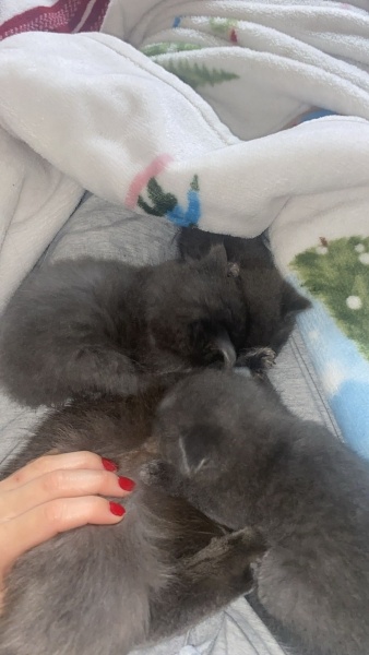 Scottish Fold, Kedi  Yavru fotoğrafı