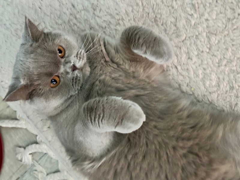 British Shorthair, Kedi  Bihter fotoğrafı