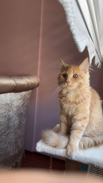 British Shorthair, Kedi  lila fotoğrafı