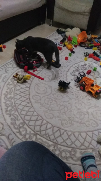 Chartreux, Kedi  Skot fotoğrafı