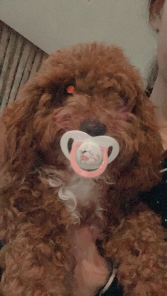 Poodle(Standart Kaniş), Köpek  Daisy fotoğrafı