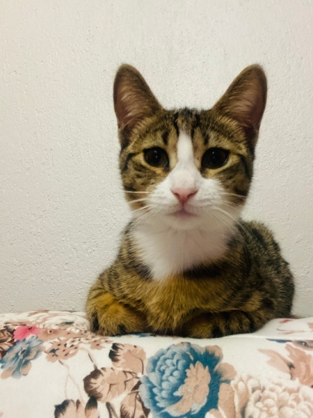 Tekir Kedi, Kedi  Köfte fotoğrafı