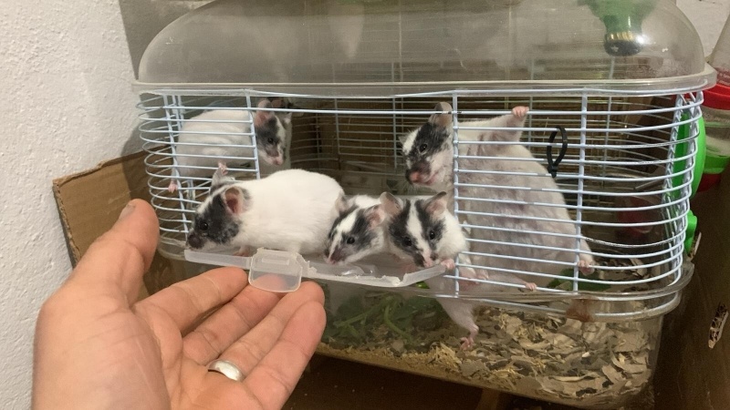 Hamster, Kemirgen  Maskeli Hamster fotoğrafı