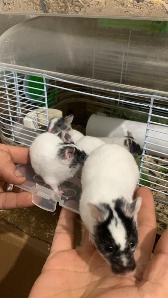 Hamster, Kemirgen  Maskeli Hamster fotoğrafı