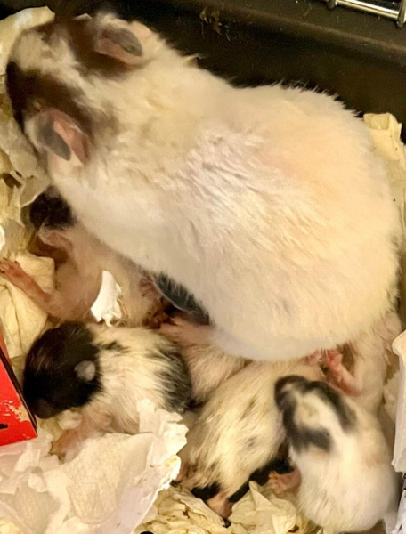 Hamster, Kemirgen  Maskeli Hamster fotoğrafı